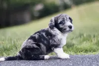 Gita, a female Miniature Bernedoodle for sale in Reinholds, PA – 2 of 6