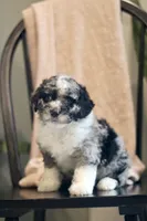 Goldie-F1b, a female Miniature Bernedoodle for sale in Reinholds, PA – 3 of 9
