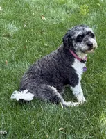 Gilbert, a male Miniature Bernedoodle for sale in Reinholds, PA – 5 of 5