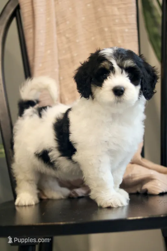 Gracie- F1b – Miniature Bernedoodle puppy for sale in Reinholds, PA