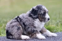 Gilbert, a male Miniature Bernedoodle for sale in Reinholds, PA – 2 of 5