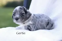 Gertie, a female Miniature Bernedoodle for sale in Reinholds, PA – 2 of 5
