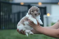 goose, a male Miniature Bernedoodle for sale in Reinholds, PA – 2 of 4