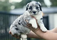 Gertie, a female Miniature Bernedoodle for sale in Reinholds, PA – 1 of 5