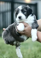 George, a male Miniature Bernedoodle for sale in Reinholds, PA – 3 of 5