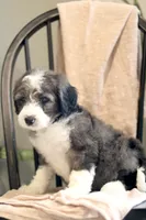 George- F1b, a male Miniature Bernedoodle for sale in Reinholds, PA – 3 of 9