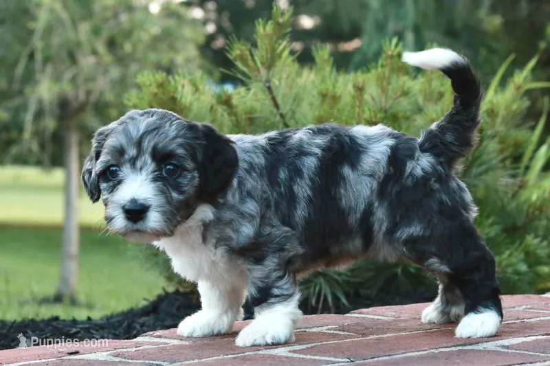 Gita – Miniature Bernedoodle puppy for sale in Reinholds, PA