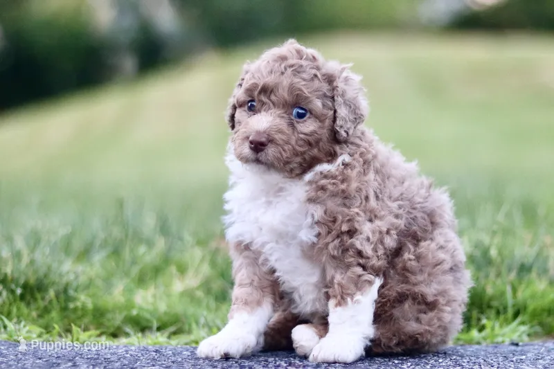 Glen – Miniature Bernedoodle puppy for sale in Reinholds, PA