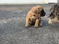 Ryder, a male English Mastiff for sale in Reinholds, PA – Photo 4 of 4