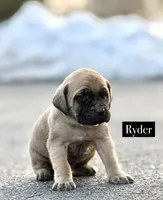 Ryder, a male English Mastiff for sale in Reinholds, PA – Photo 1 of 4