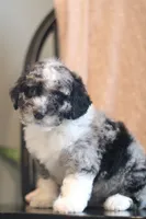 Goldie-F1b, a female Miniature Bernedoodle for sale in Reinholds, PA – 1 of 9