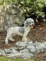 George, a male Miniature Bernedoodle for sale in Reinholds, PA – 4 of 5