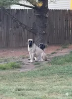 Rubble, a male English Mastiff for sale in Reinholds, PA – Photo 4 of 4