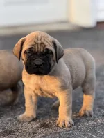 Rubble, a male English Mastiff for sale in Reinholds, PA – Photo 2 of 4