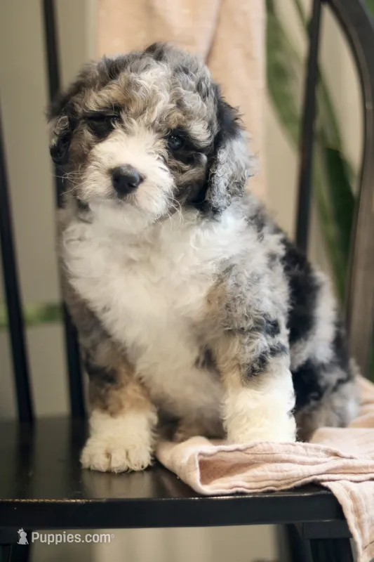 Gilbert- F1b – Miniature Bernedoodle puppy for sale in Reinholds, PA