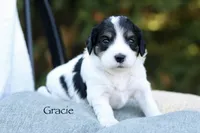 Gracie, a female Miniature Bernedoodle for sale in Reinholds, PA – 3 of 6