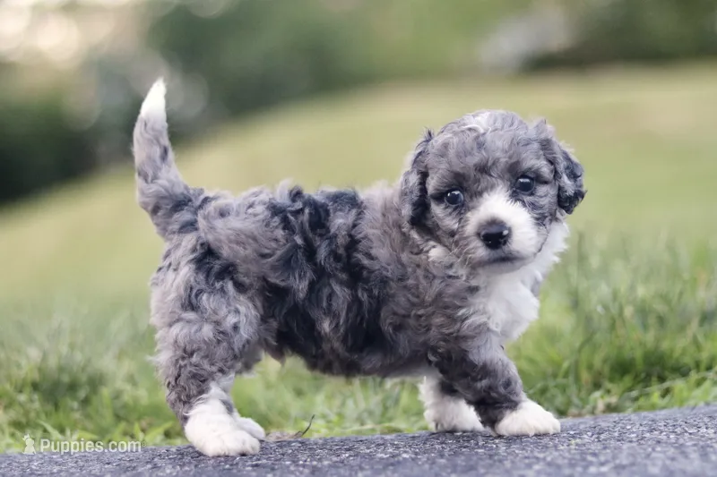 Greg – Miniature Bernedoodle puppy for sale in Reinholds, PA