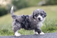 Greg, a male Miniature Bernedoodle for sale in Reinholds, PA – 1 of 4