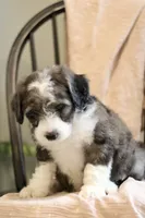 George- F1b, a male Miniature Bernedoodle for sale in Reinholds, PA – 2 of 9