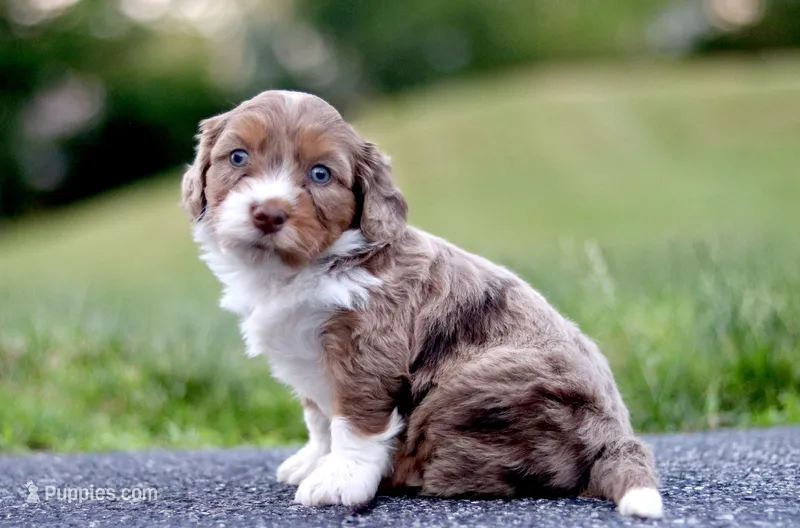 Greta – Miniature Bernedoodle puppy for sale in Reinholds, PA