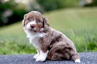 Greta, a female Miniature Bernedoodle for sale in Reinholds, PA – 1 of 6