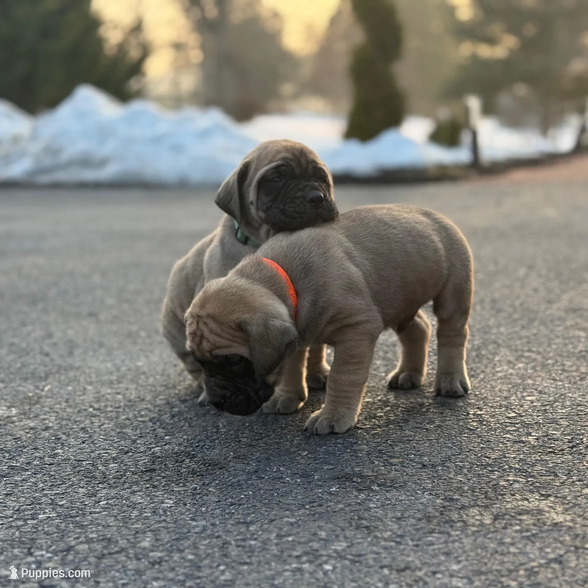 Marshall, a female English Mastiff for sale in Reinholds, PA – Photo 2 of 4
