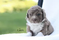 Glen, a male Miniature Bernedoodle for sale in Reinholds, PA – 2 of 4