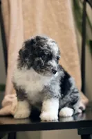 Goldie-F1b, a female Miniature Bernedoodle for sale in Reinholds, PA – 4 of 9