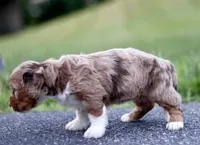 Greta, a female Miniature Bernedoodle for sale in Reinholds, PA – 3 of 6