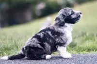 Gita, a female Miniature Bernedoodle for sale in Reinholds, PA – 3 of 6