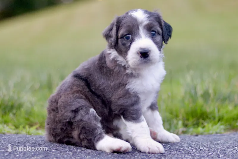 George – Miniature Bernedoodle puppy for sale in Reinholds, PA