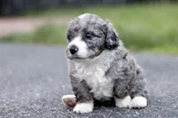 Greg, a male Miniature Bernedoodle for sale in Reinholds, PA – 2 of 4