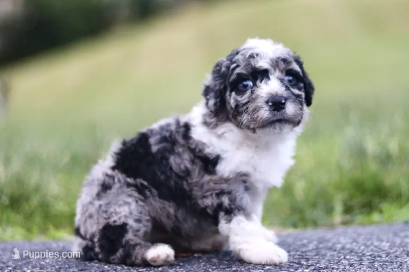 Goldie – Miniature Bernedoodle puppy for sale in Reinholds, PA