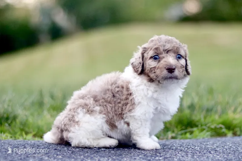 goose – Miniature Bernedoodle puppy for sale in Reinholds, PA