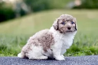 goose, a male Miniature Bernedoodle for sale in Reinholds, PA – 1 of 4