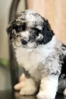 Goldie-F1b, a female Miniature Bernedoodle for sale in Reinholds, PA – 2 of 9