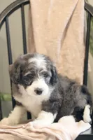 George- F1b, a male Miniature Bernedoodle for sale in Reinholds, PA – 4 of 9