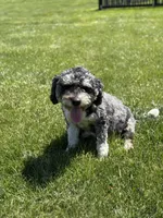 Gracie, a female Miniature Bernedoodle for sale in Reinholds, PA – 5 of 6