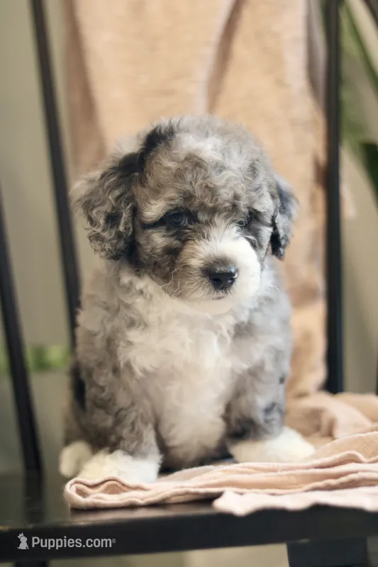 Greg- F1b – Miniature Bernedoodle puppy for sale in Reinholds, PA