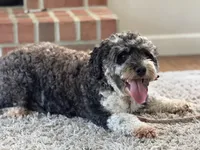 Gilbert, a male Miniature Bernedoodle for sale in Reinholds, PA – 4 of 5