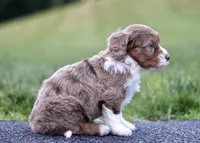 Greta, a female Miniature Bernedoodle for sale in Reinholds, PA – 2 of 6