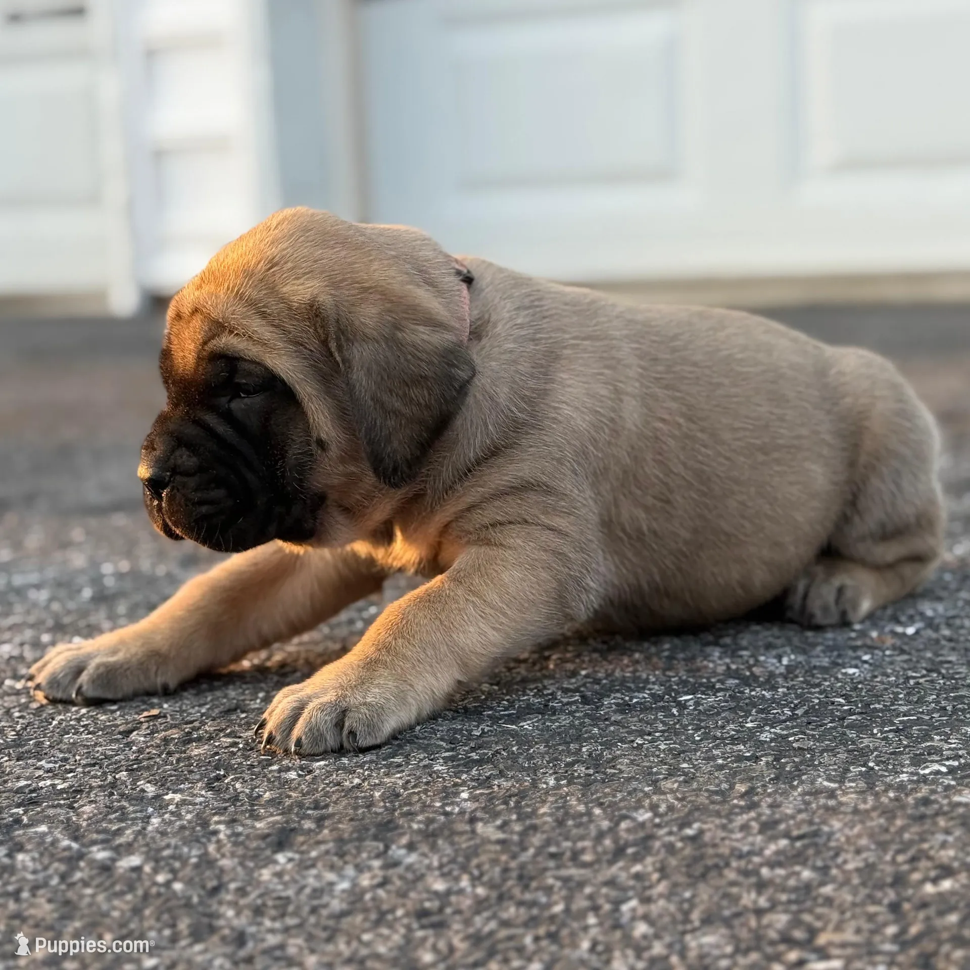 Skye, a female English Mastiff for sale in Reinholds, PA – Photo 2 of 4