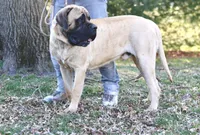 Skye, a female English Mastiff for sale in Reinholds, PA – Photo 3 of 4