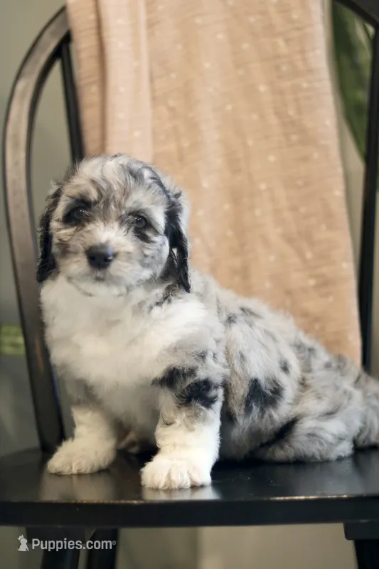 Gertie- F1b – Miniature Bernedoodle puppy for sale in Reinholds, PA