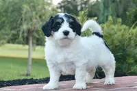 Gracie, a female Miniature Bernedoodle for sale in Reinholds, PA – 2 of 6