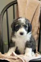 George- F1b, a male Miniature Bernedoodle for sale in Reinholds, PA – 1 of 9