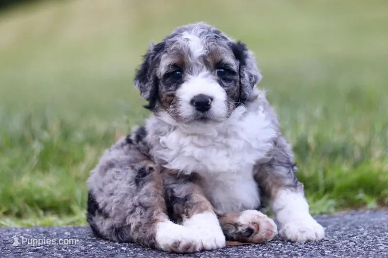Gilbert – Miniature Bernedoodle puppy for sale in Reinholds, PA