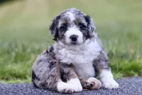 Gilbert, a male Miniature Bernedoodle for sale in Reinholds, PA – 1 of 5
