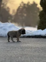 Rocky, a female English Mastiff for sale in Reinholds, PA – Photo 2 of 5
