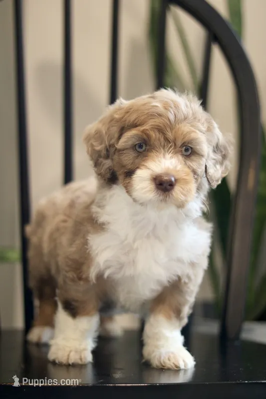 Greta- F1b – Miniature Bernedoodle puppy for sale in Reinholds, PA